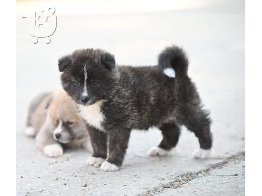 Κουτάβια Akita Inu